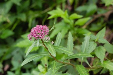 Sonbahar Orman çiçek