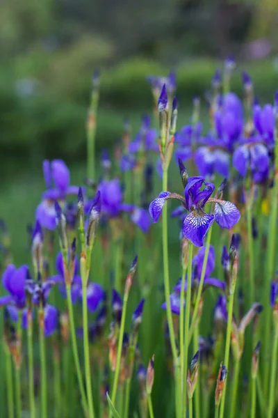 Lila iris i grön sommarträdgård — Stockfoto