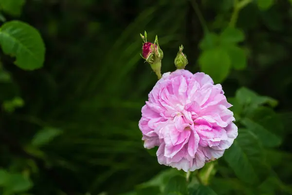 Rosa brilhante rosa no jardim verde — Fotografia de Stock