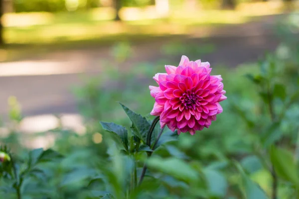 Flor dahlia rosa brilhante no jardim verde — Fotografia de Stock