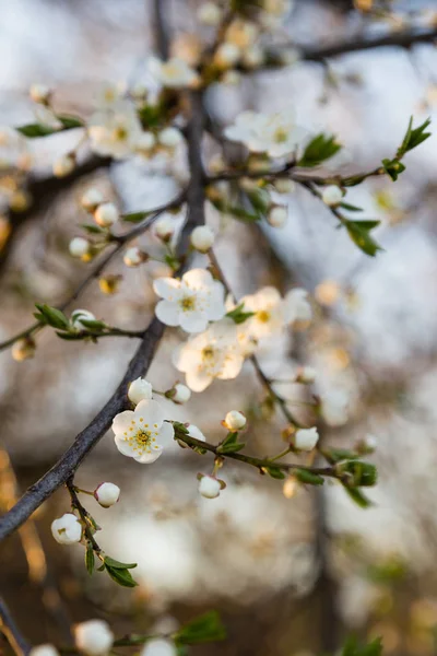 Güzel beyaz çiçek bahar kiraz ağacı — Stok fotoğraf