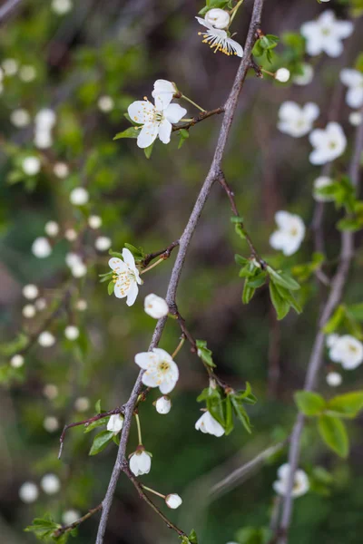 Beautiful white blossom of cherry tree in spring — Stock Photo, Image