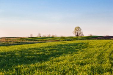Açık mavi gökyüzü ile bahar alanında yeşil çim