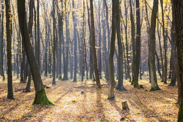 Luminosa luce dell'alba nella foresta gialla di autunno — Foto Stock