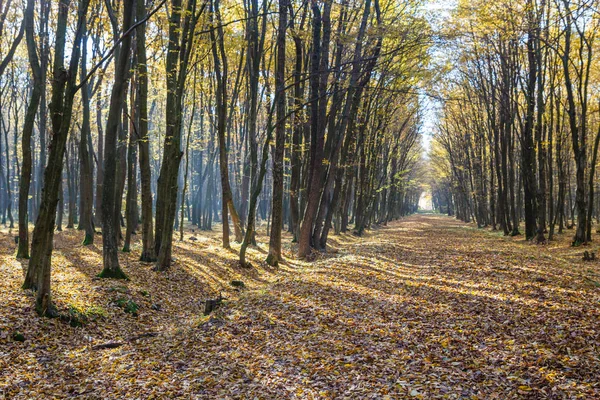 Luminosa luce dell'alba nella foresta gialla di autunno — Foto Stock
