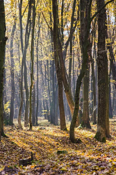 Luz brillante del amanecer en el bosque amarillo del otoño — Foto de Stock