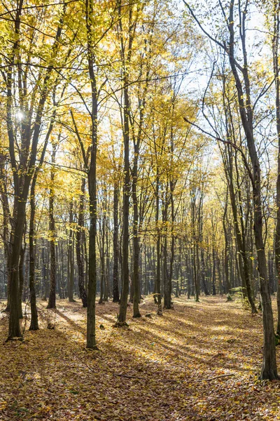 Luminosa luce dell'alba nella foresta gialla di autunno — Foto Stock