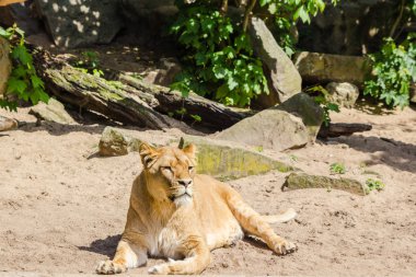 Kum üzerinde tek dişi aslan