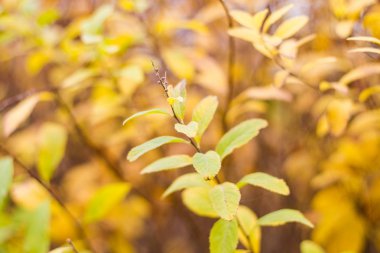 Sonbahar bitki parlak sarı yapraklarda 