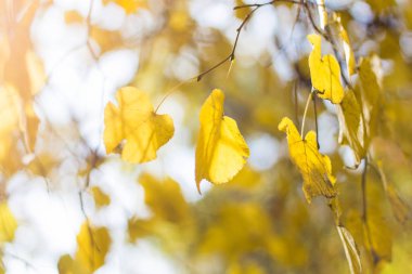 Sonbahar ormanda parlak sarı yapraklarda