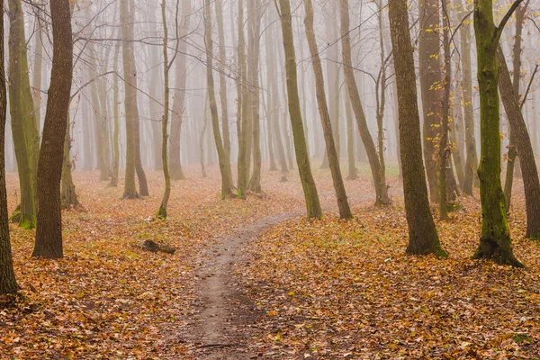 Leuchtend orangefarbene Blätter im nebligen Herbstwald — Stockfoto