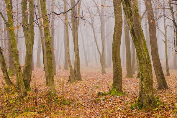 Hojas de color naranja brillante en el bosque de otoño brumoso — Foto de Stock