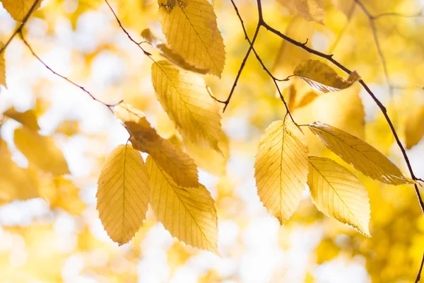 Hojas de color amarillo brillante en el bosque de otoño — Foto de Stock