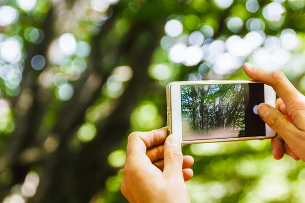 Ormandaki ağaçlar fotoğraflarını cep telefonu