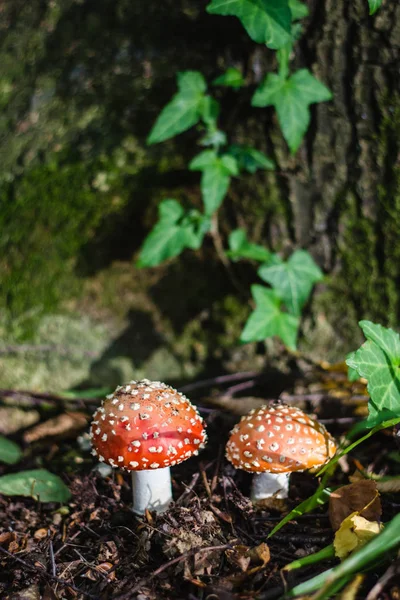 Small fly agarics on green moss in forest — Stock Photo, Image