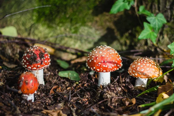 Small fly agarics on green moss in forest — Stock Photo, Image