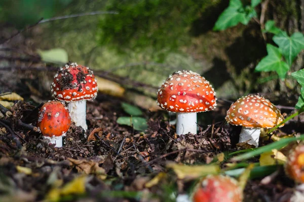 Small fly agarics on green moss in forest — Stock Photo, Image