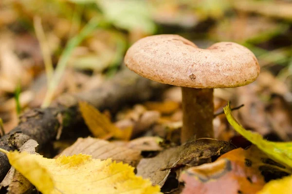 Svamp i höst skog — Stockfoto