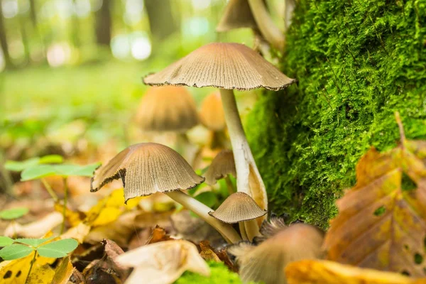 Mushrooms in autumn forest — Stock Photo, Image