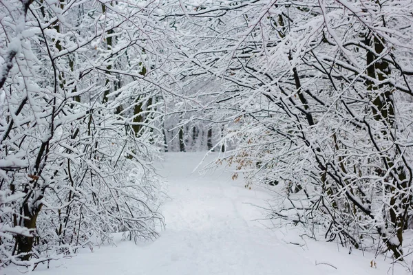 Besneeuwde winterlandschap van witte frosty bos — Stockfoto