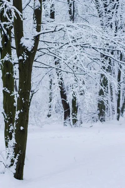 白色霜冻森林的雪冬景观 — 图库照片