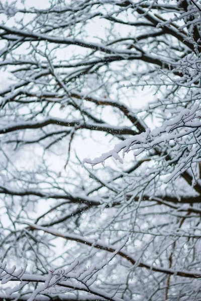 白い冷ややかな森の雪に覆われた冬の風景 — ストック写真