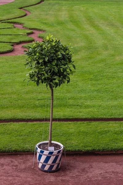 Küçük Ağaç Yeşil Çimen Arka Planı — Stok fotoğraf