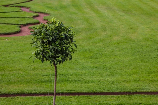 Small tree and green lawn background