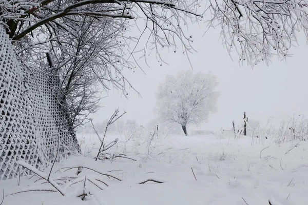 雪の冬の森の風景背景 — ストック写真