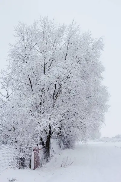 雪の冬の森の風景背景 — ストック写真