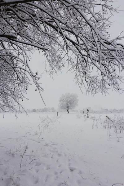 Snöig Vinter Skog Landskap Bakgrund — Stockfoto