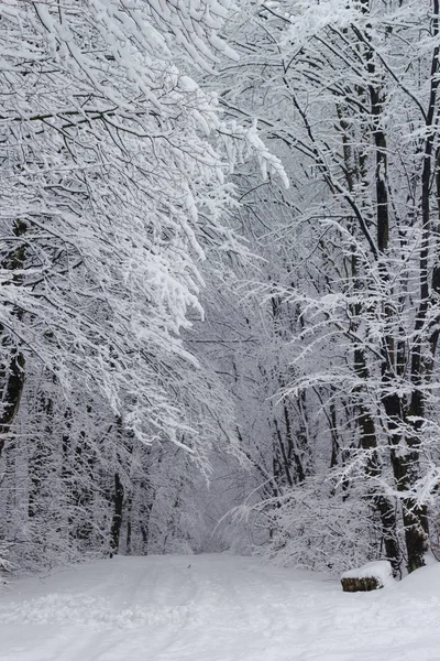 Snöig Vinter Skog Landskap Bakgrund — Stockfoto