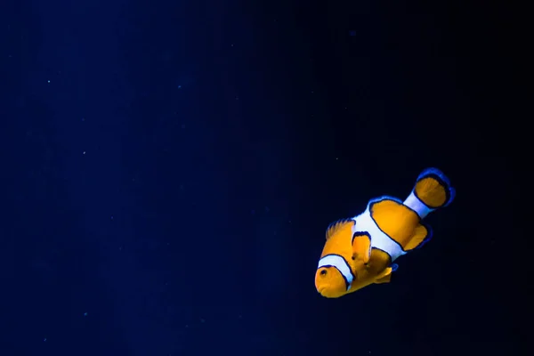 Poisson Zèbre Orange Blanc Immergé Sur Fond Bleu Foncé — Photo