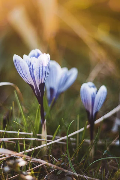 Ornamental white with purple crocus vernus in garden, early spring flower — Stock Photo, Image