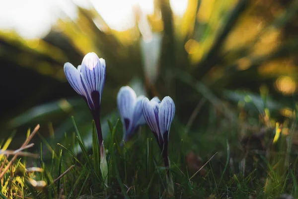 Ornamental white with purple crocus vernus in garden, early spring flower — Stock Photo, Image