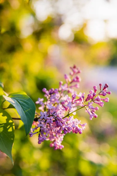 Vacker violett lila blomma gren med britt levande gröna blad och solljus bakgrund — Stockfoto