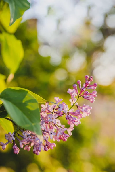 Vacker Violett Lila Blomma Gren Med Britt Levande Gröna Blad — Stockfoto