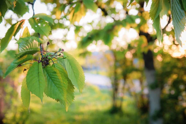 Baya de cereza joven y hojas verdes exuberantes sobre fondo natural soleado vívido — Foto de Stock