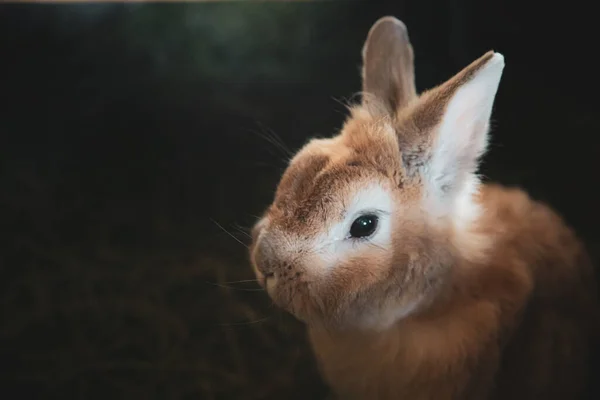 Pequeño Conejito Marrón Casa Conejo Mascota Cierre Sobre Fondo Oscuro —  Fotos de Stock