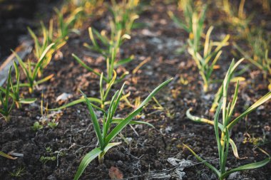 Çevrede yetişen yeşil şefler bahar ışığı arka planına sahip eko çiftlik bahçesinde kara toprakta.