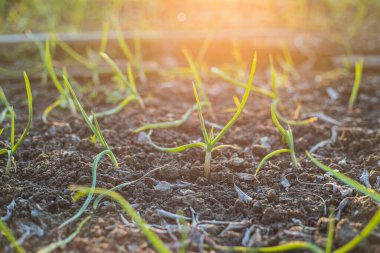 Çevrede yetişen yeşil şefler bahar ışığı arka planına sahip eko çiftlik bahçesinde kara toprakta.