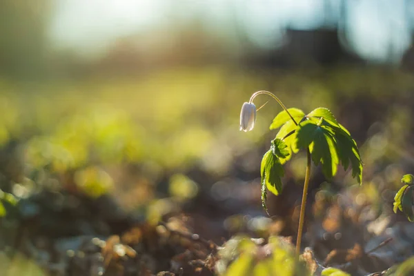 Vackert Trä Anemone Nemorosa Vit Vår Blomma Grön Skog Med — Stockfoto