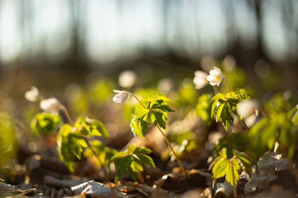 Beautiful Wood Anemone Nemorosa White Spring Flower Green Forest Bright — Stock Photo, Image