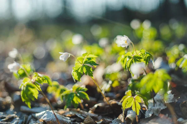 Hermosa Madera Anemone Nemorosa Flor Blanca Primavera Bosque Verde Con —  Fotos de Stock