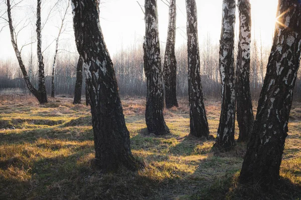 Sentiero Nella Foresta Betulle All Inizio Della Primavera Con Cielo — Foto Stock