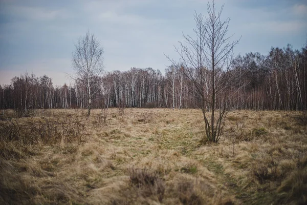 Sentiero Nella Foresta Betulle All Inizio Della Primavera Con Cielo — Foto Stock