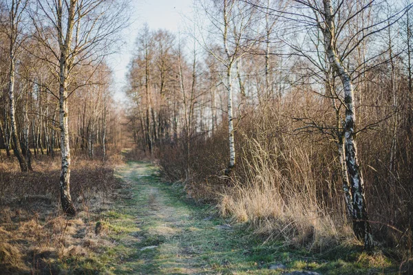 Caminho Floresta Vidoeiro Início Primavera Com Céu Azul Brilhante — Fotografia de Stock