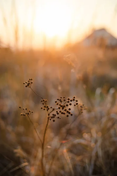 Schöne Goldene Stunde Orange Sonnenuntergang Licht Über Trockenem Gras Feld — Stockfoto