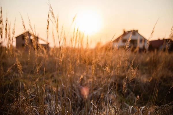 Beautiful Golden Hour Orange Sunset Light Dry Grass Field Village — Stock Photo, Image