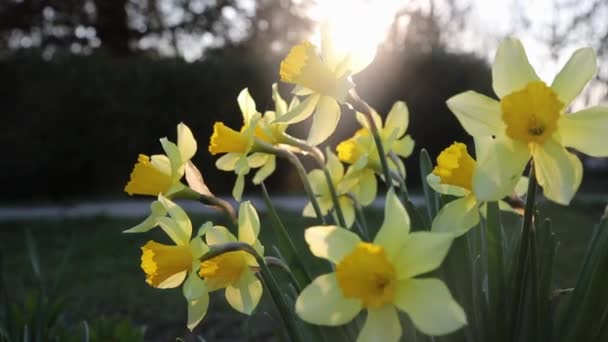 Belle Fleur Narcisse Jaune Avec Des Feuilles Vertes Fraîches Dans — Video